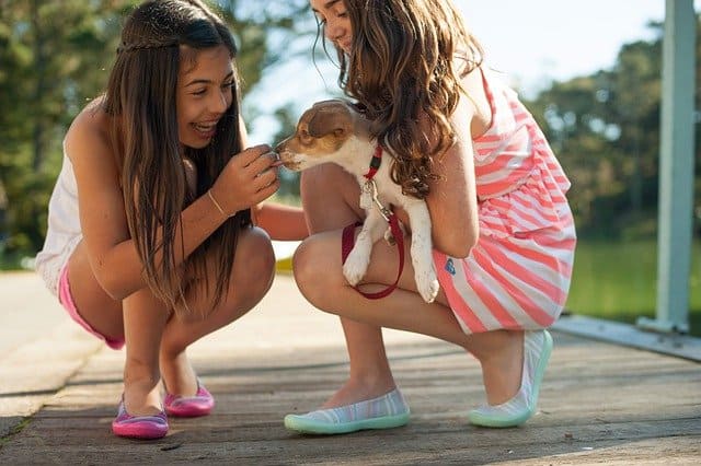 Children playing with pet